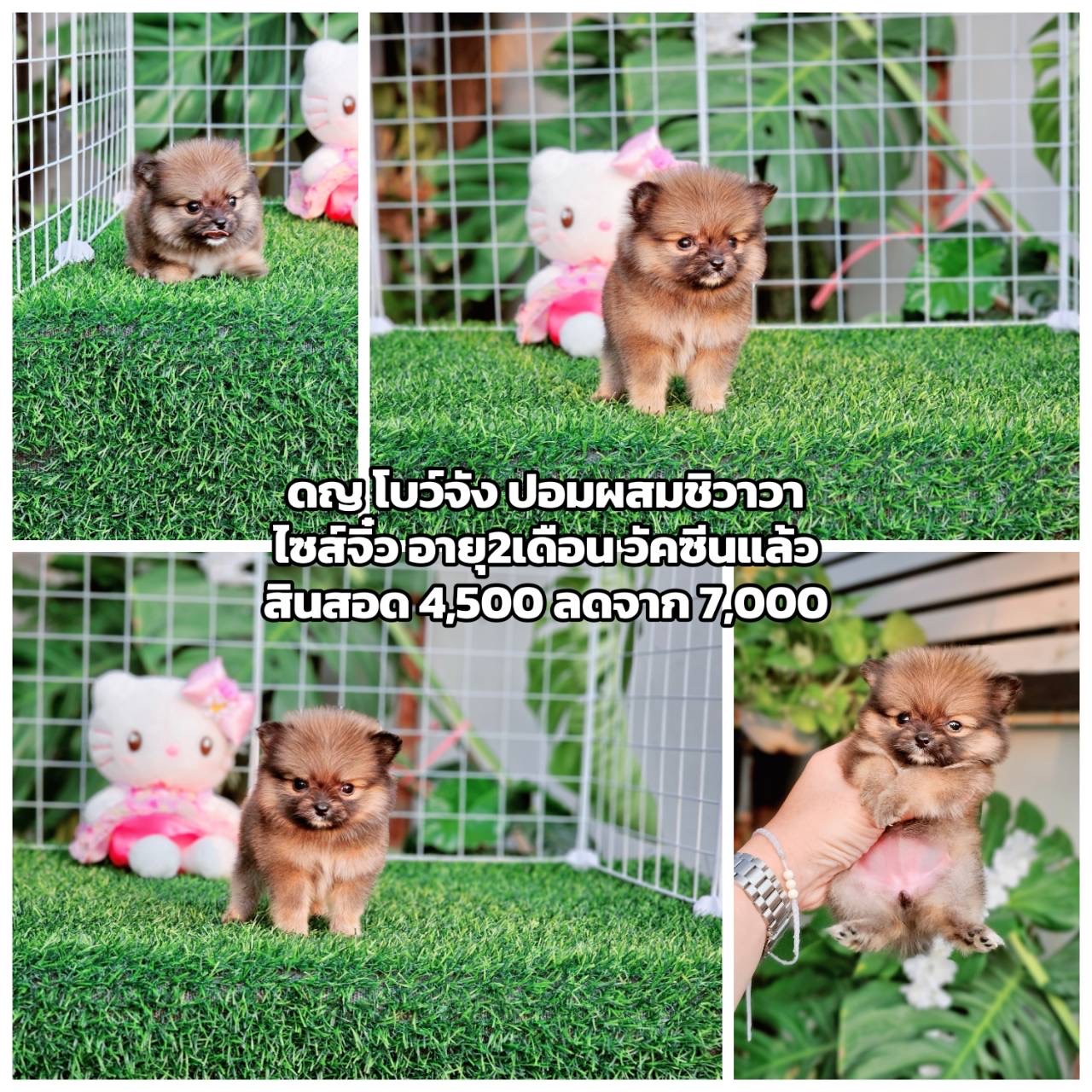 ปอมผสมชิวาวา ตัวจิ๋ว พิกัดรามอินทรา มีบริการส่ง