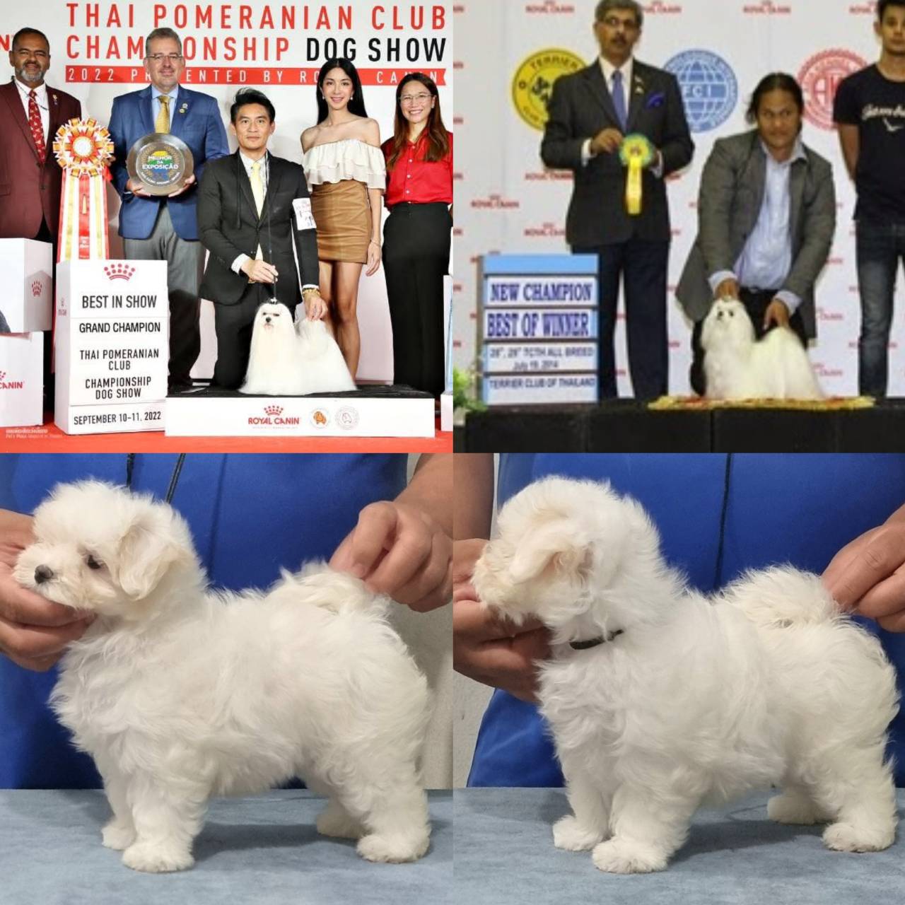 มอลทีสพ่อไทยแกรนด์แชมป์+แม่ไทยแลนด์แชมป์แบ่งจำหน่ายบางโอกาสครับ