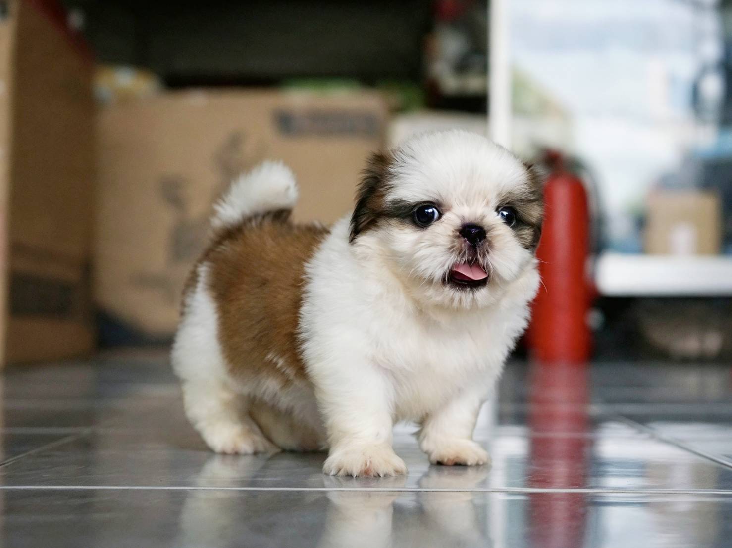 ชิสุทอย บ้าน #ชิสุน่ารักอยุธยา  ((line id:: 0819487150)) พิกัดอยุธยา