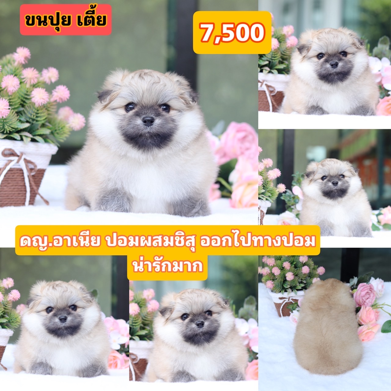 ชิสุผสมปอม ชนปุย เกรดสวย