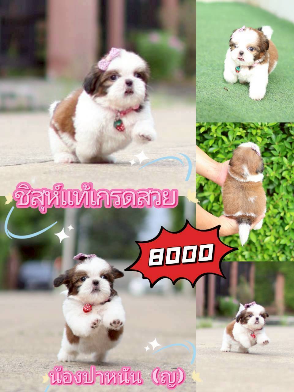 กิฟซ่า มาแล้ว