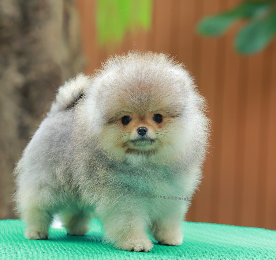 ปอมแท้ ปอมเมอเรเนียน HRM-68589 เพศชาย สีส้ม อายุ 2 เดือน หน้าตาน่ารัก ขาสั้น ขนแ...