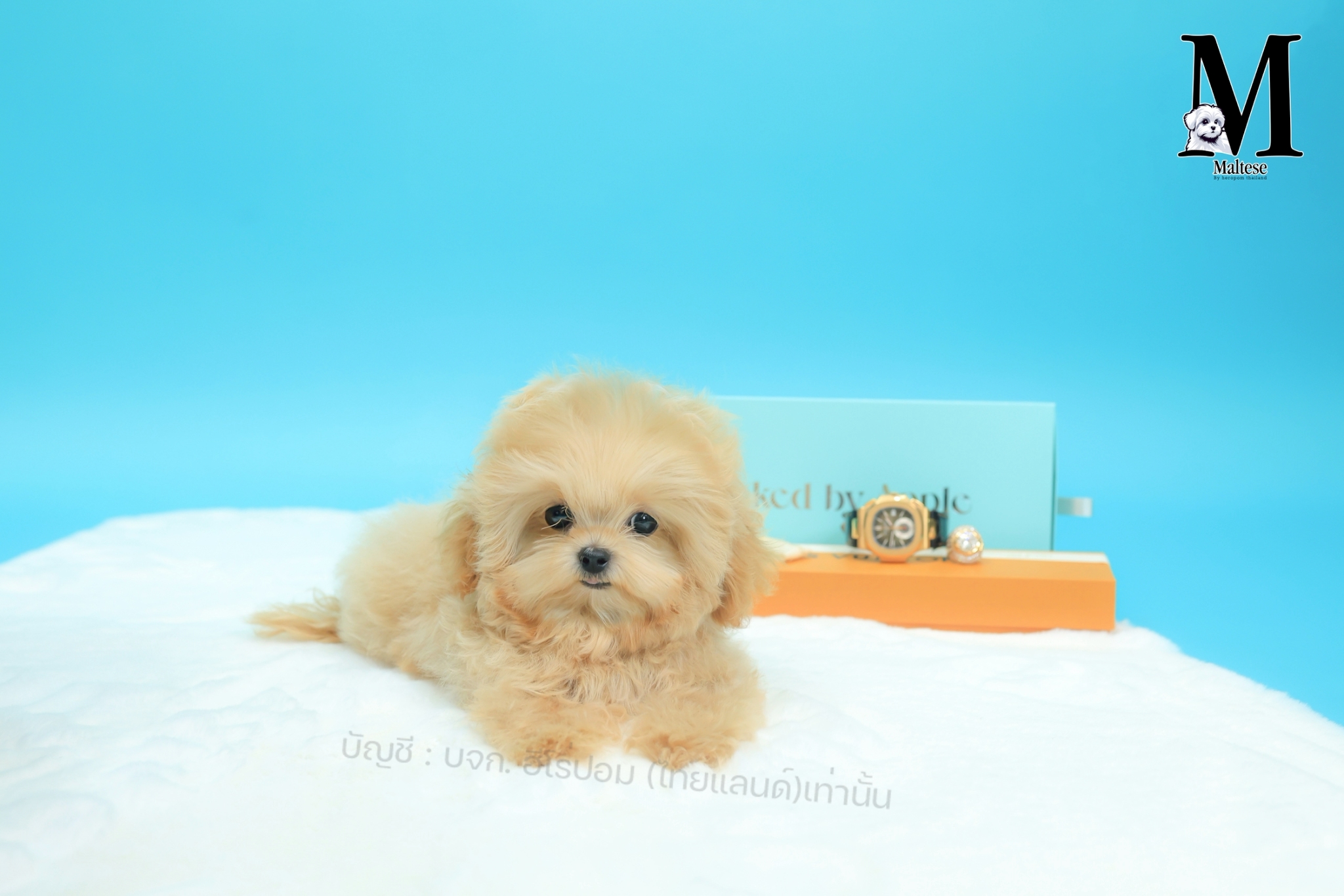 มอลติพู MTP-M-63695 เพศชาย สีแชมเปญ หน้าตาน่ารัก ขาสั้น ขนแน่นฟู ขี้เล่นมาก ตัวเ...