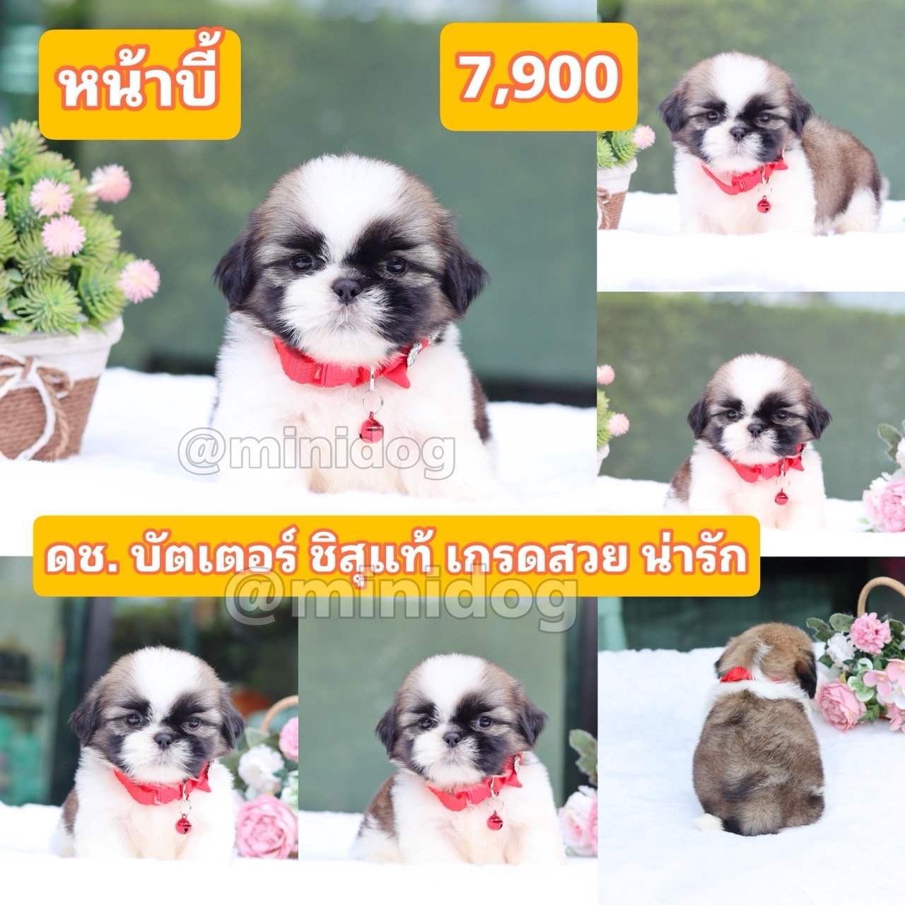 ชิสุแท้เกรดสวย