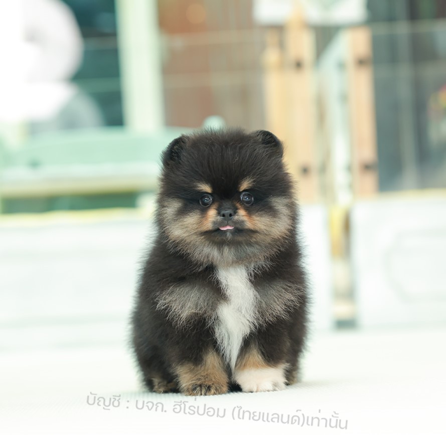 ปอมแท้ ปอมหน้าสั้น รหัสสุนัข HRM-10262 เพศชาย สีแบล็คแทน อายุ 2 เดือน ถ่ายรูปแล้...
