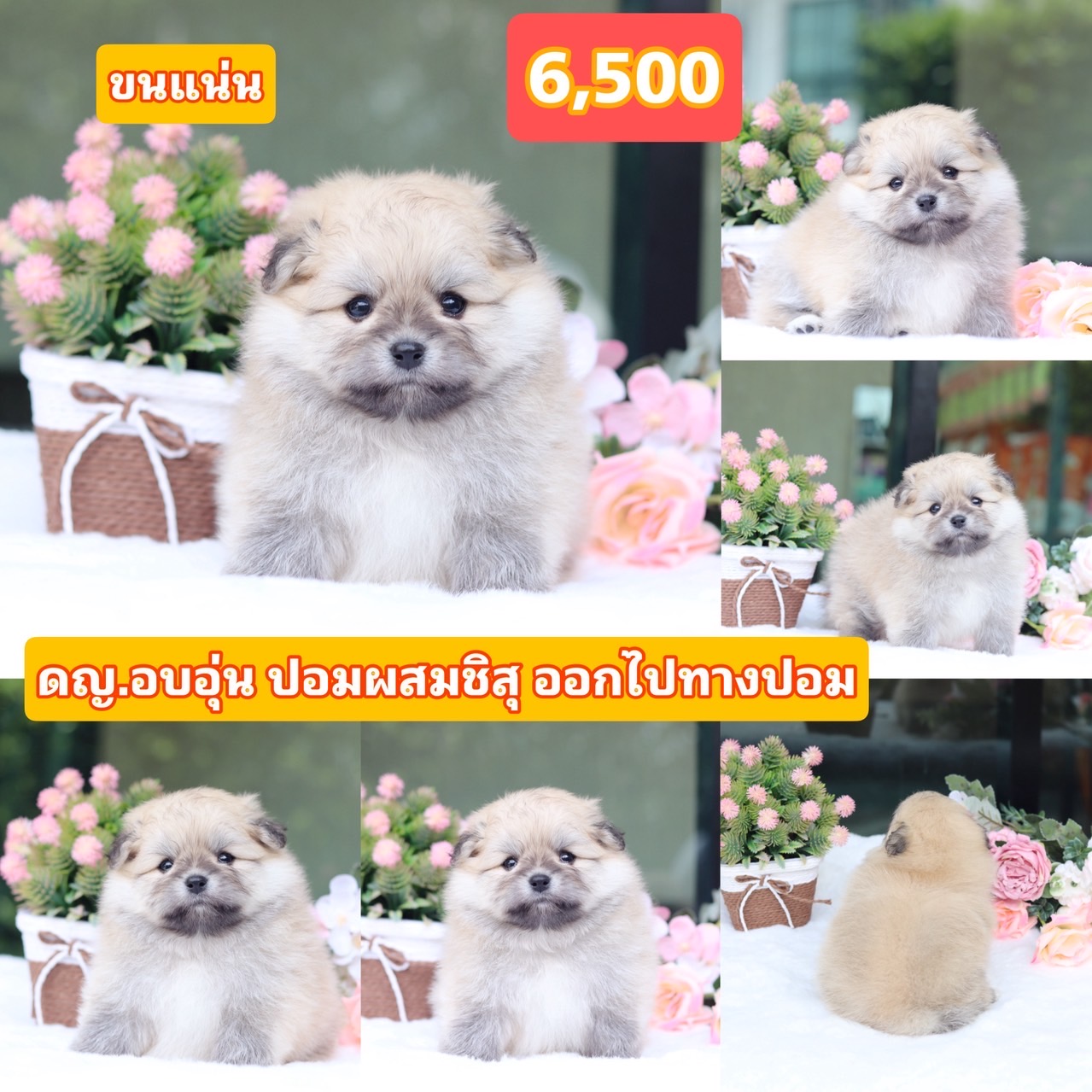 ชิสุผสมปอมเกรดสวย