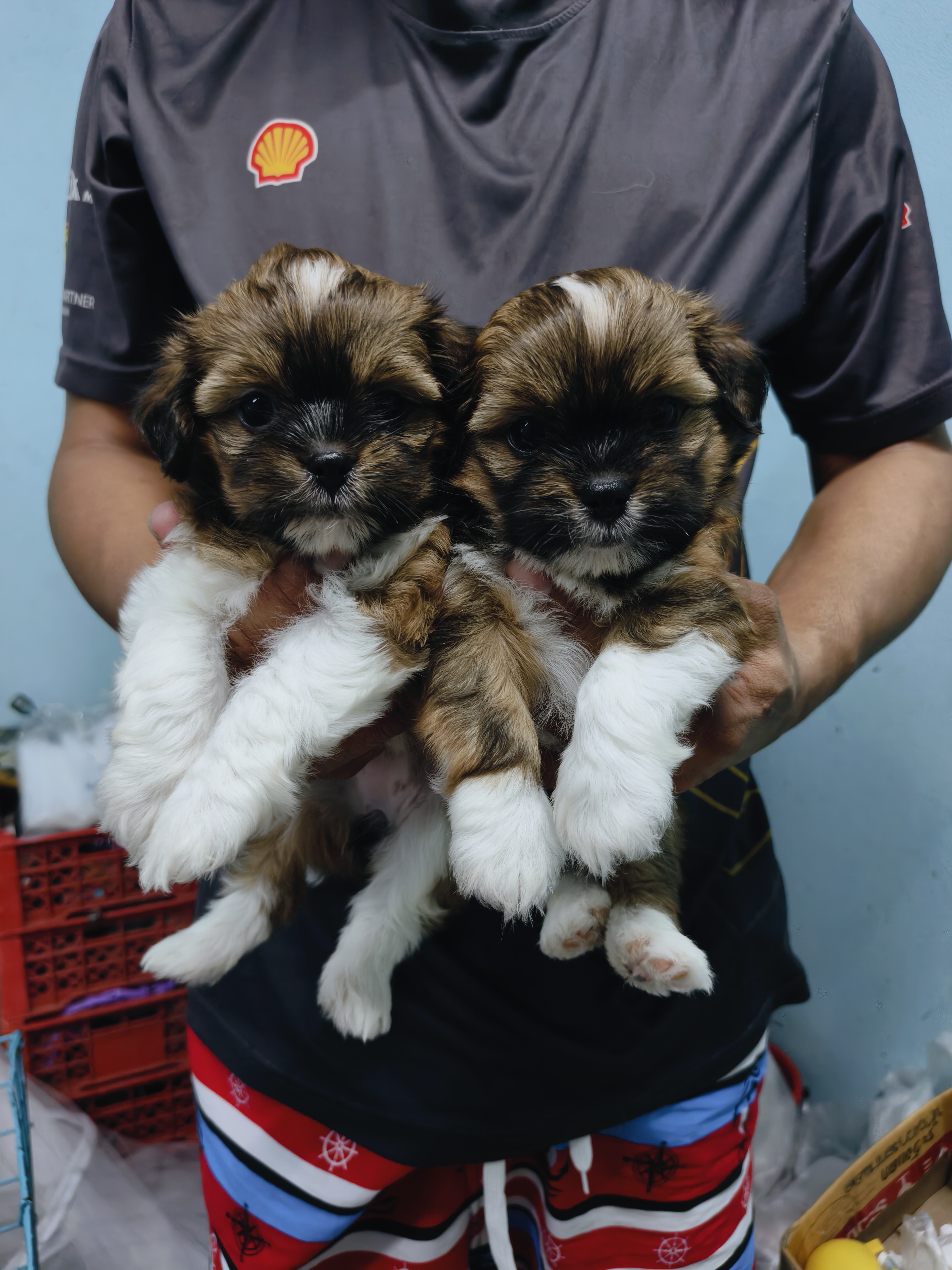 ชิสุผสมปอม idline::happyshihtzu4289