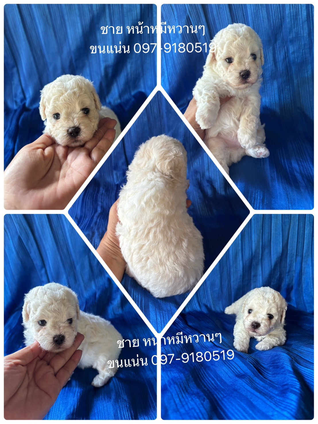 มาแล้วจ้า ขาวสำลีสวยๆ poodletoy พุดเดิ้ลทอยเกรดพรีเมียม
