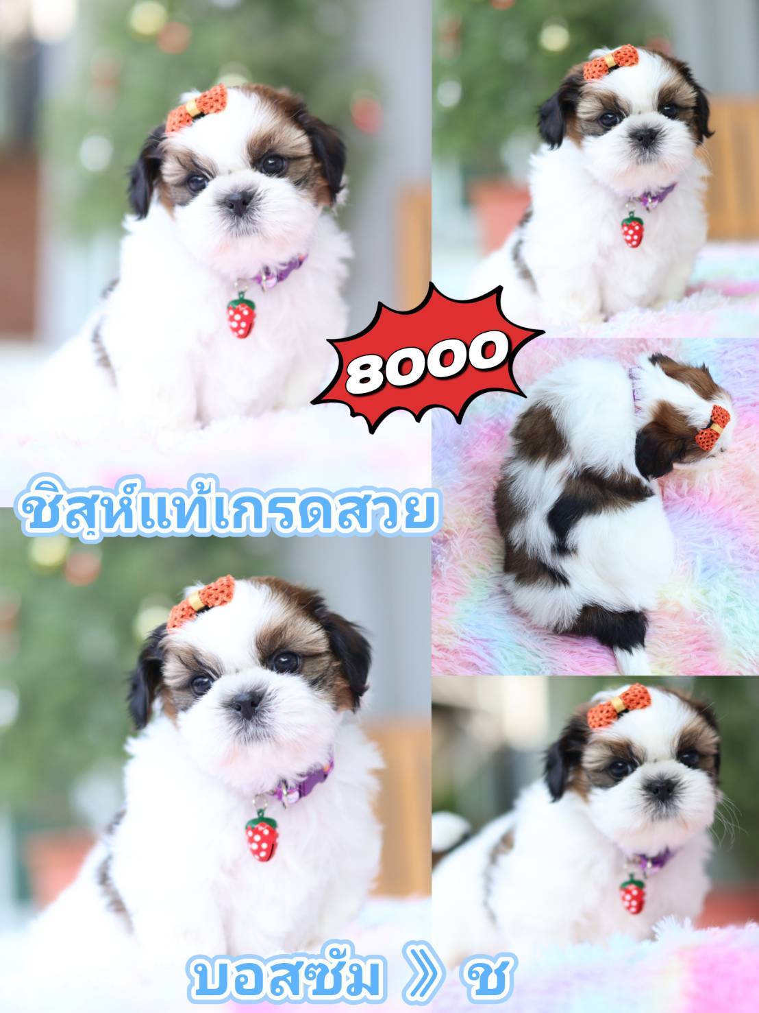 Kibzaa shihtzu