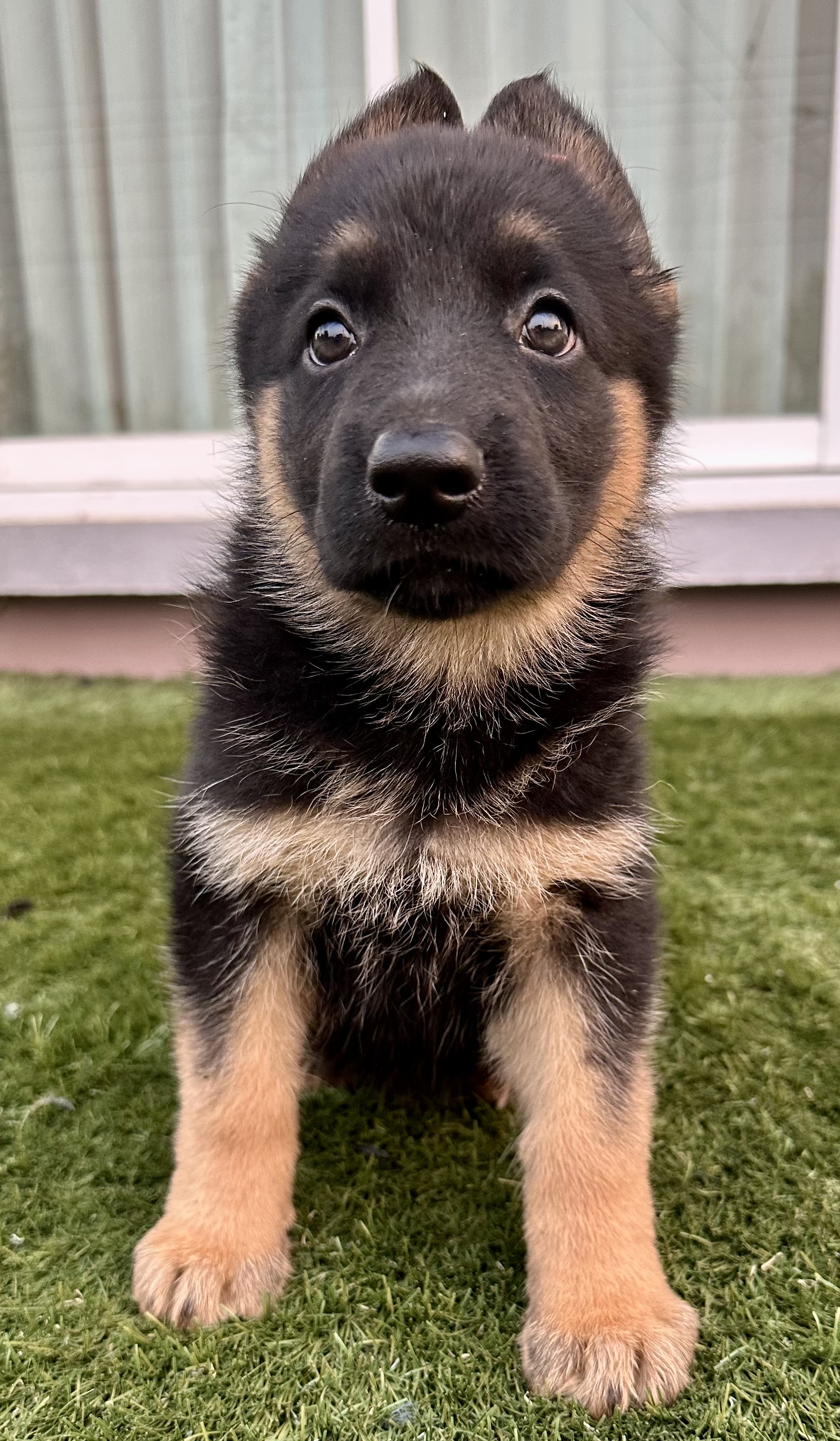 เยอรมันเชพเพริ์ดโครงสร้างใหญ่หาบ้านใหม่