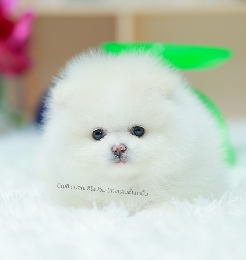 ปอมแท้ ปอมเมอเรเนียน HRF-68131 เพศหญิง สีขาว อายุ 2 เดือน หน้าตาน่ารัก ขาสั้น ขน...