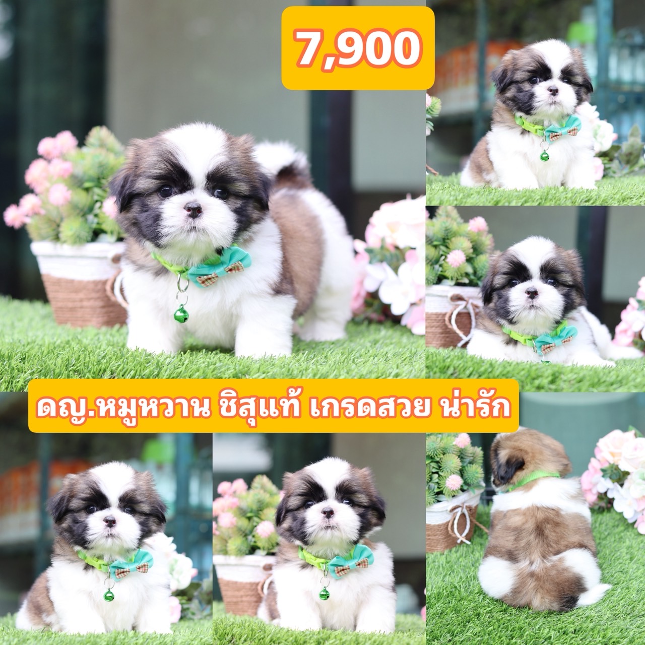 ชิสุแท้เกรดสวย