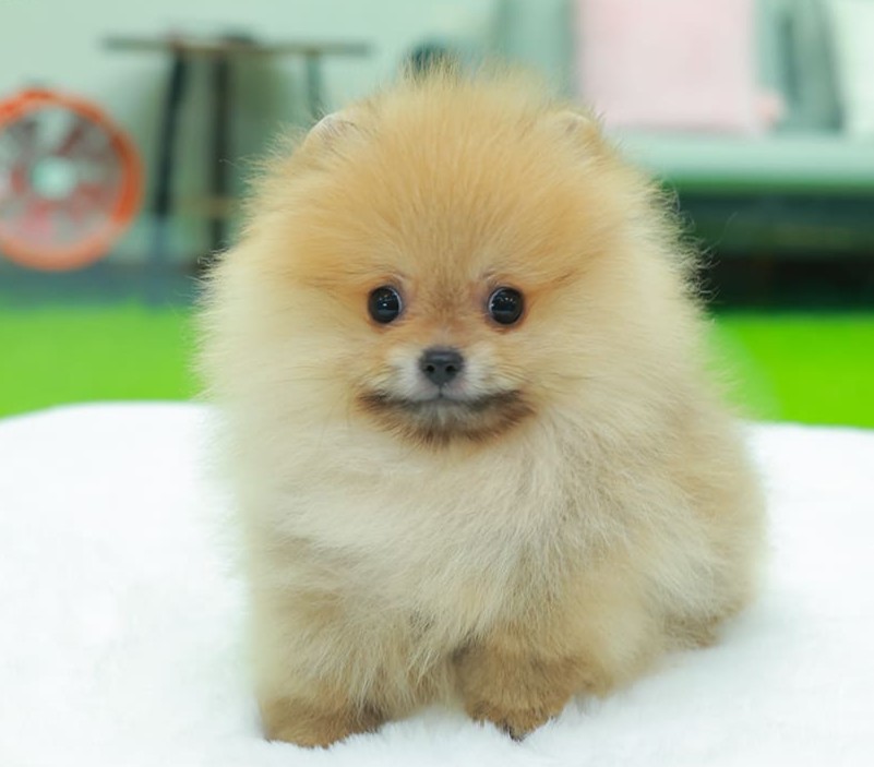 ปอมแท้ ปอมหน้าหมี HRM-10839 เพศชาย สีส้ม ตัวจิ๋วตัวเล็ก แก้มอ้วน น่าฟัดมาก ๆ ตอน...