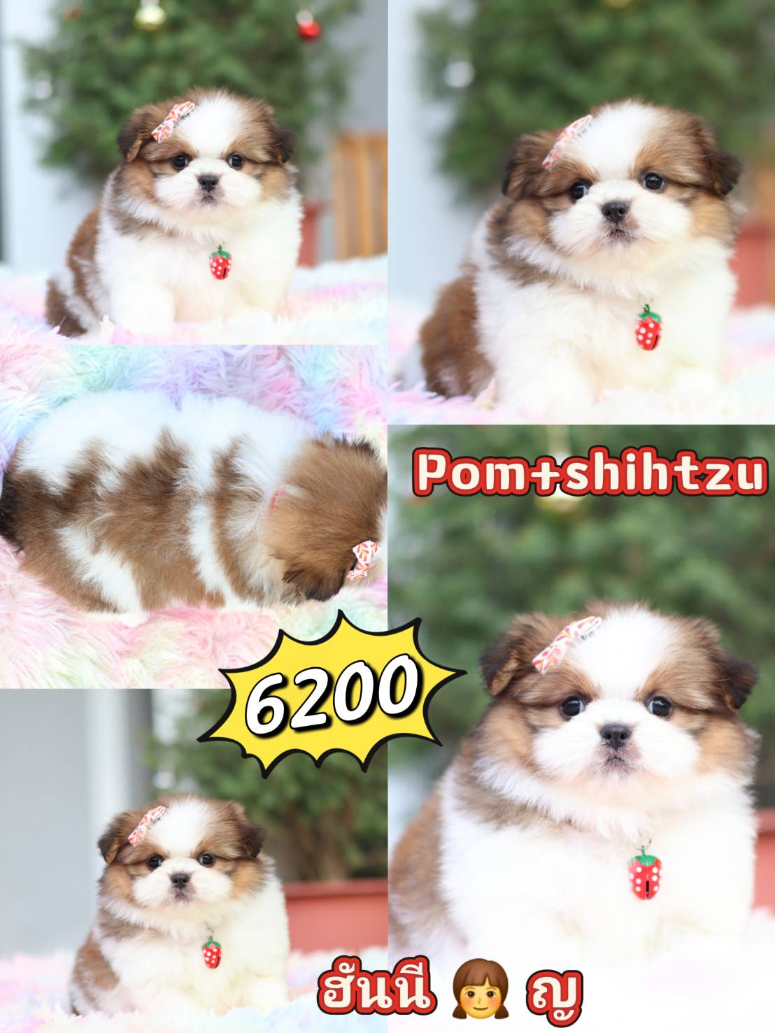 Kibzaa Shihtzu