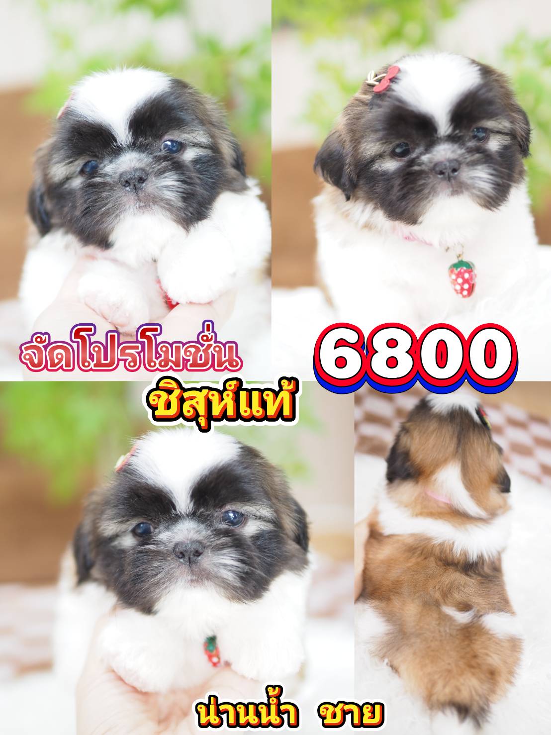 Shihtzu
