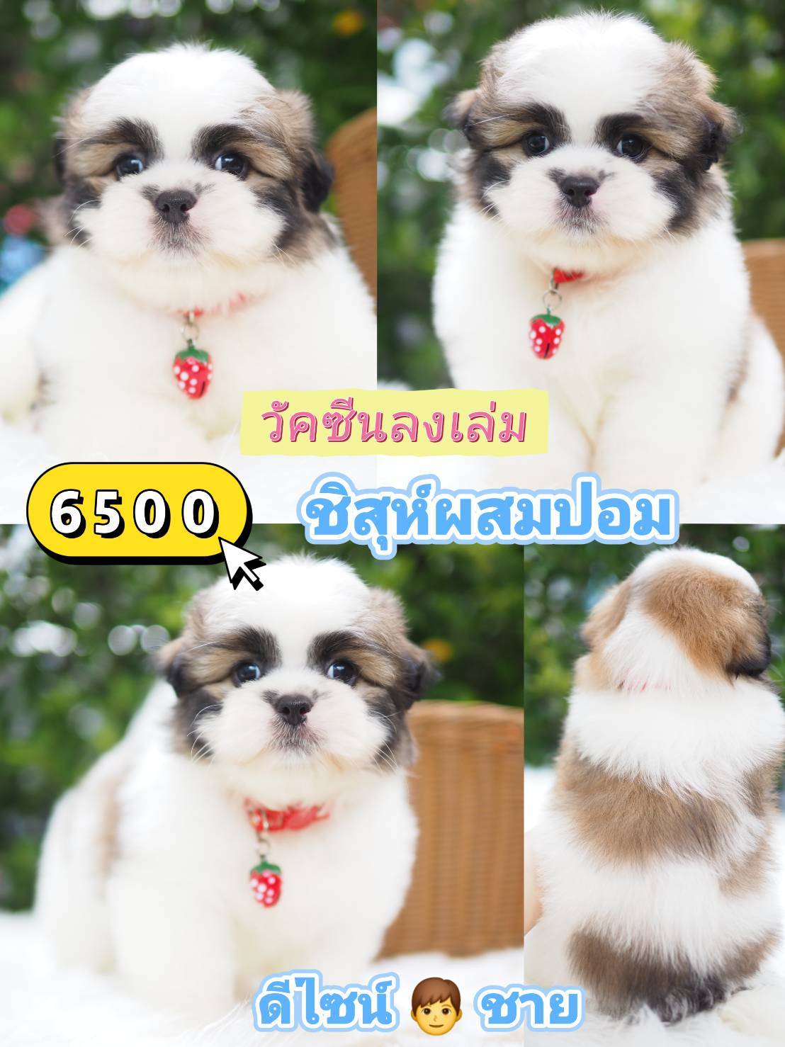 กิ๊ฟซ่า วัคซีน ❣️