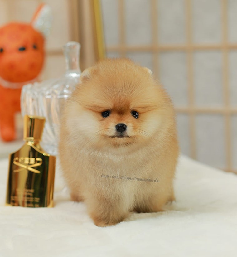 ปอมแท้ ปอมหน้าหมี HRF-89142 เพศหญิง สีส้ม เจ้าหนูน่ารัก ตัวสั้นขนแน่นมาก หน้าตาน...