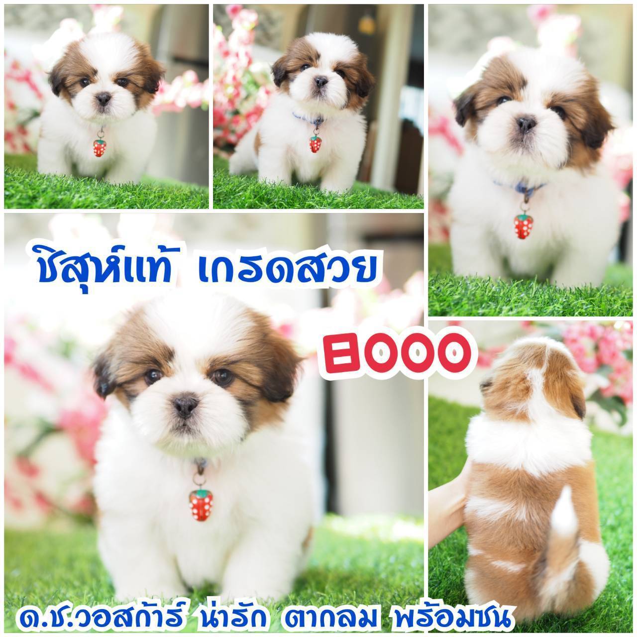 กิ๊ฟซ่า ชิสุห์  ลดได้