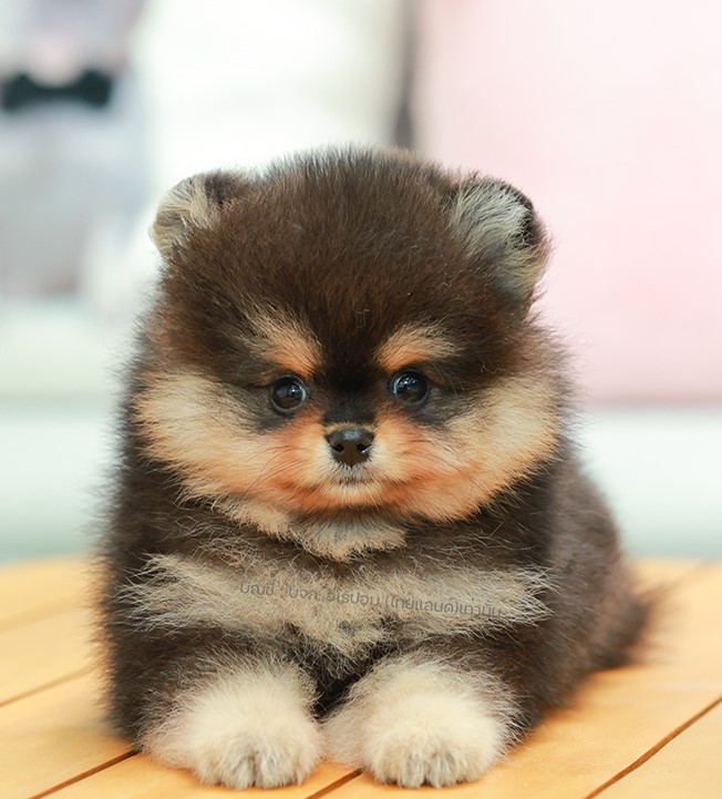 ปอมแท้ ปอมเมอเรเนียน HRM-68776 เพศชาย สีแบล็คแทน อายุ 2 เดือน หน้าตาน่ารัก ขาสั้...