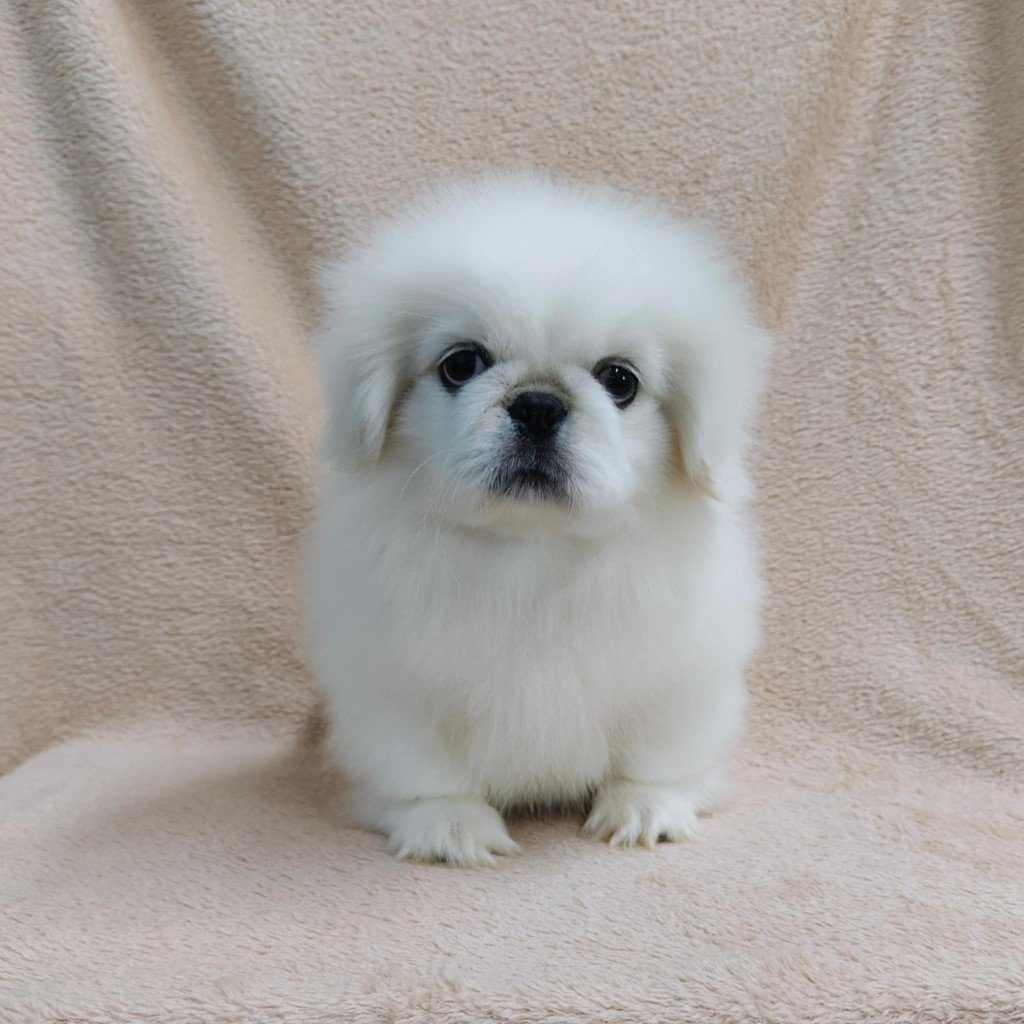 ปักกิ่งแท้ กทม.ขับรถส่งเอง idline::happyshihtzu4289