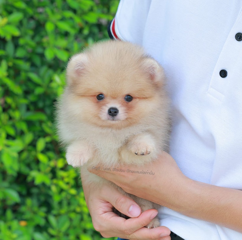 ปอมแท้ ปอมหน้าสั้น HRF-10463 เพศหญิง สีส้มครีม สาวฮอต หน้าตาน่ารัก น่าเอ็นดูมาก...