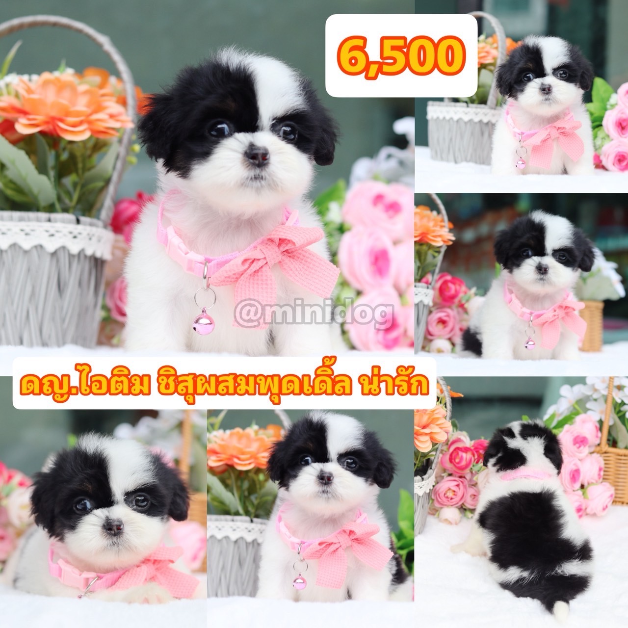 ชิสุพุดเดิ้ล
