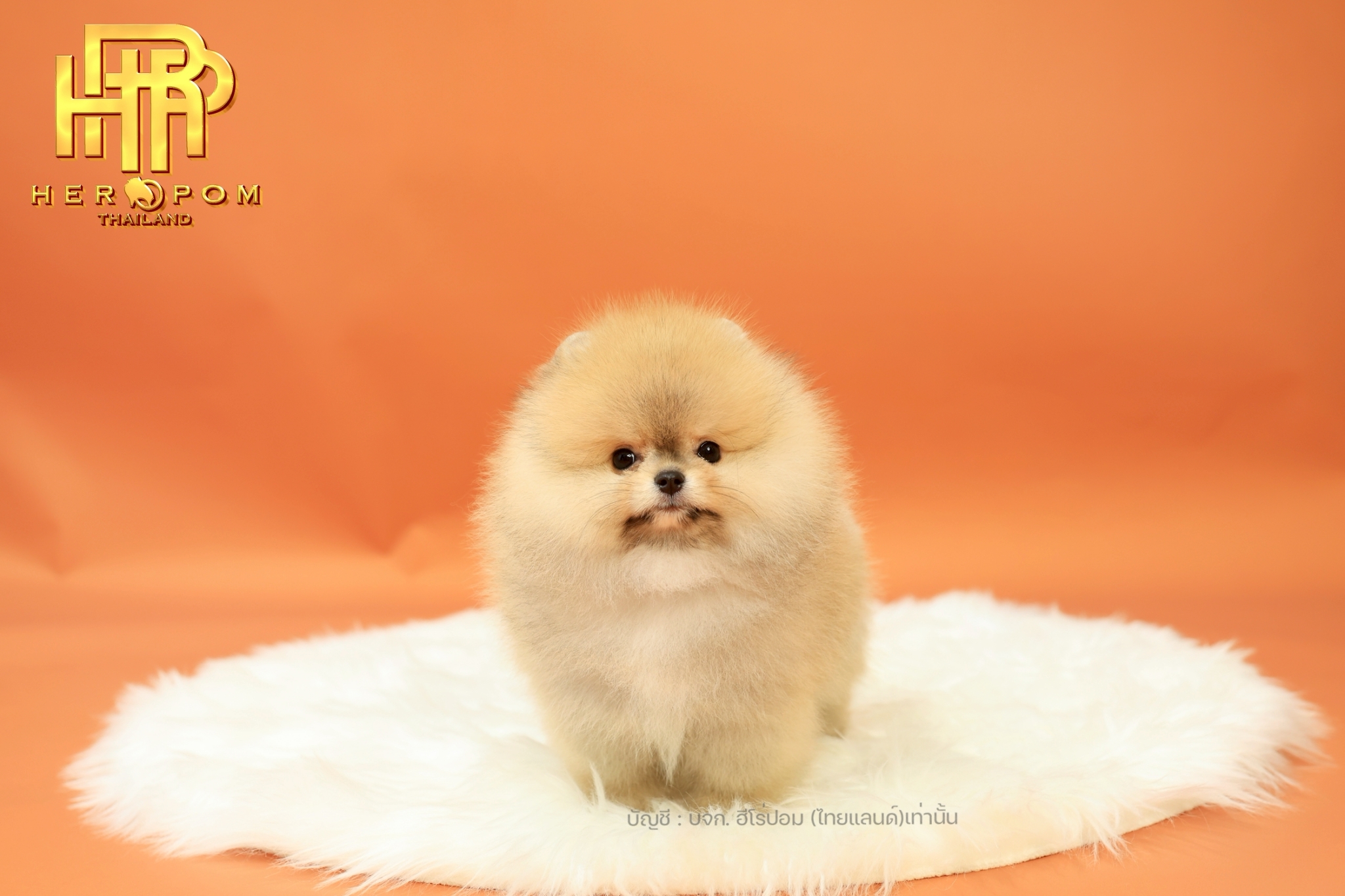 ปอมแท้ ปอมหน้าสั้น HRM-10064 เพศชาย สีส้ม น่ารักมาก ๆ ถ่ายรูปแล้วขึ้นกล้องสุด ๆ...