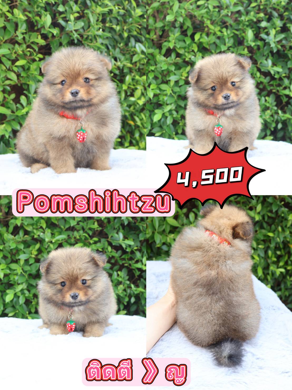 Pomshihtzu 4500