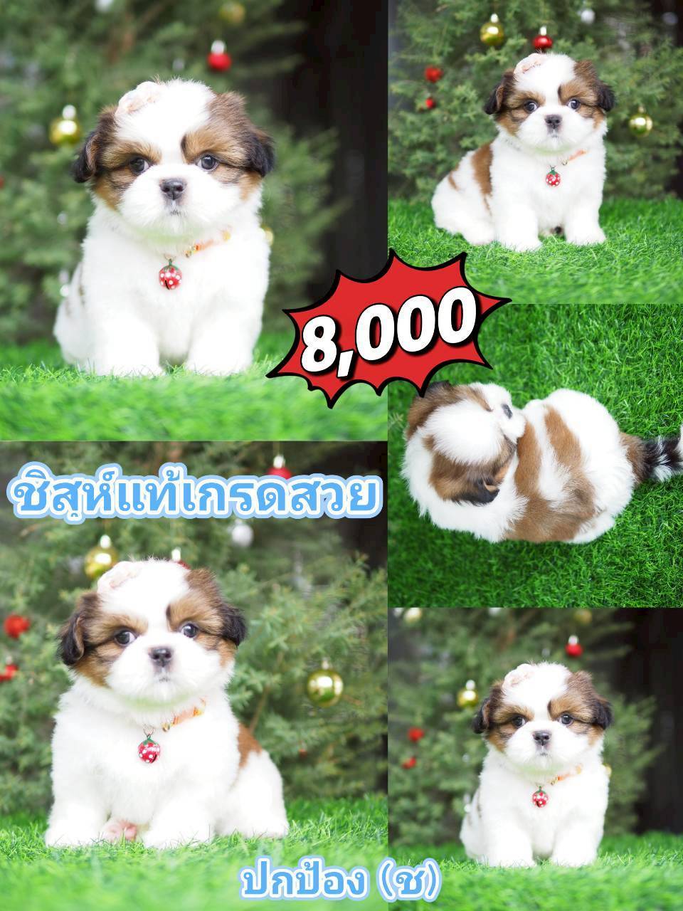 ชิสุห์ กิ๊ฟซ่า  ส่วนลด รออยู่น๊า