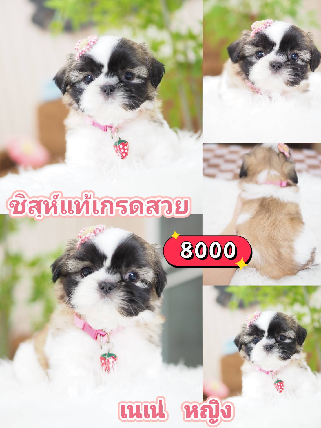Shihtzu