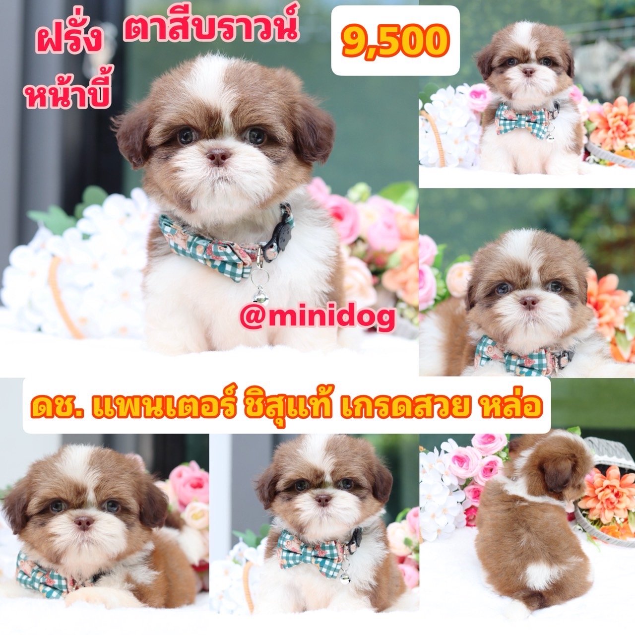 ชิสุแท้เกรดสวย