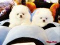 คลอกใหม่ๆสุดยอด!!!!!ลูก"WHITE POMERANIANหน้าหมี"ผู้เมียราคาไม่แพง 