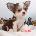 ขาย น้อง label ชิวาวา เพศผู้ขนยาวไซค์ เล็ก มีใบเพ็ตดีกรีเต็มใบนะคะ 