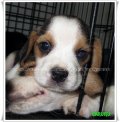 บีเกิ้ล Beagle KERORO