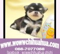 แนะนำเวปไซด์ชิวาวาน่ารักๆ คุณภาพเกินราคา www.wowwchihuahua.com ค่ะ