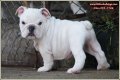 มีลูก Bulldog น่ารักๆ มาขายครับ ( Merlin x MoM MaM )