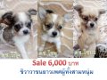 เด็กๆชิวาวาขนยาวเพศผู้ น่ารักๆ กับราคาsale6,000บาททุกตัวค่ะส่งกทม