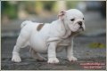 มีลูก Bulldog น่ารักๆ มาขายครับ