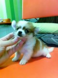 Chihuahuaขนยาวเพศเมียสีแฟนซีพร้อมย้ายบ้านแล้วนะครับผม