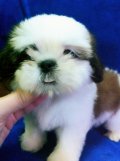 SHIH TZU เพศเมียน้องออโรร่าอย่างสวยน่ารักราคาเบาๆ