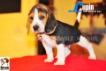 ลูกบีเกิ้ลคุณภาพจากบ้าน Miracle Beagle Kennel ตัวผู้ น้องลูแปง Lupin^^