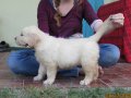 ขายลูกสุนัขโกลเด้นรีทรีฟเวอร์แท้ สีสวย ขาวครีม 