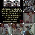 เปิดจองชิวาว่าสีแฟนชีขาว เพศผู้ - เมีย สายไต้หวันT-CUP สุขภาพแข็งแรงน่ารักม๊ากก...