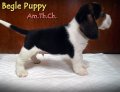 บีเกิ้ล BB.PUPPY HOUSE'S Am.Th.CH ^^Tel085-8230134