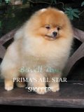 บ้านBeWell Pomeranian มีพ่อพันธุ์ปอมฯแท้สายแชมป์เปิดรับผสมหลายตัวราคากันเอง 