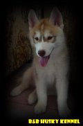 อัตเตดน้องๆ จาก B&B Husky Kennel จร้า 