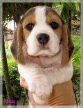 บีเกิ้ล Beagle SARA