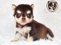 Chihuahua Female Long Coat ช็อคโกแลต & แทน