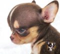 Chihuahua Male Smooth Coat ช็อคโกแลต & แทน