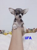  น้อง UFA ชิวาวา เพศผู้ขนสั้นไซค์ เล็ก สีเทา มีคิ้ว มีใบเพ็ตดีกรีเต็มใบนะคะ 